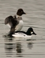 Brilduikers _ Feb. 2013 _ 03